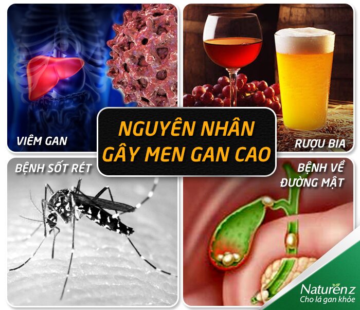 Nguyên nhân nào gây ra triệu chứng của men gan cao?